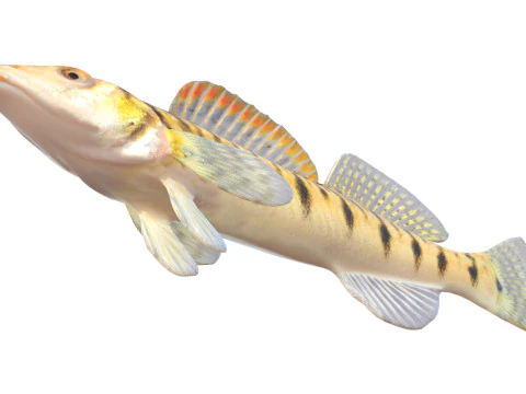 Southern Logperch fish 3D Model