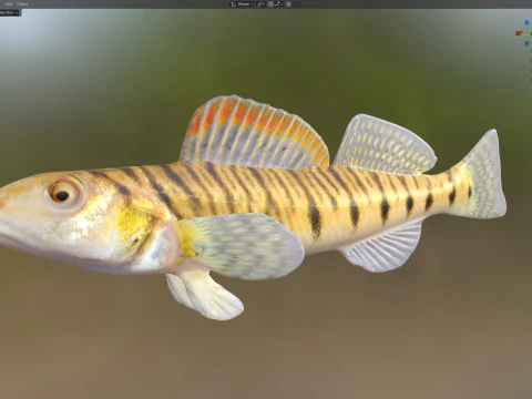 Southern Logperch fish 3D Model