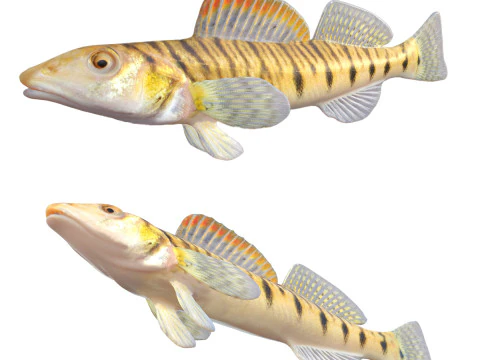 Southern Logperch fish 3D Model
