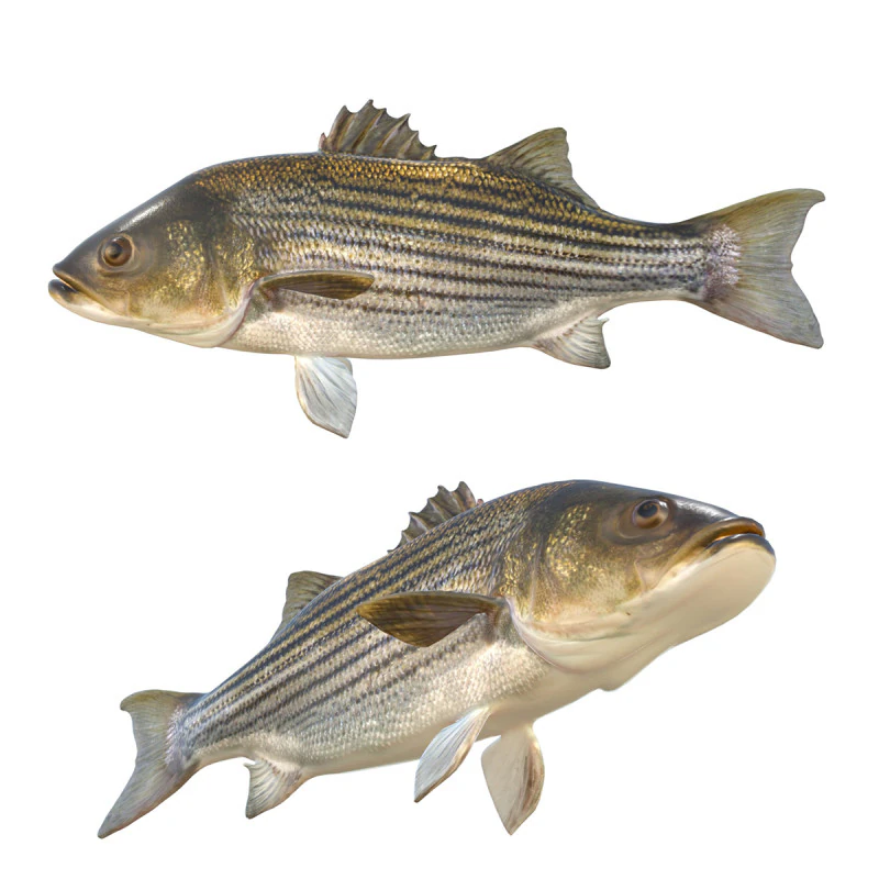 Striped Bass fish 3D Model .c4d .max .obj .3ds .fbx .stl .blend