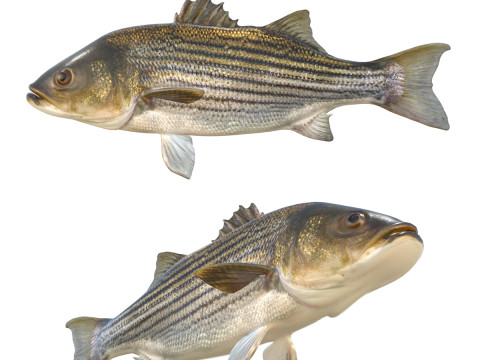 Риба смугастий окунь 3D Модель