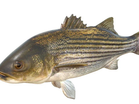 Striped Bass fish 3D Model