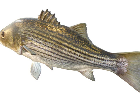 Striped Bass fish 3D Model