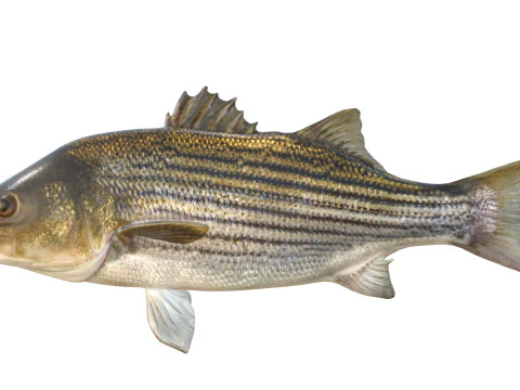 Striped Bass fish 3D Model