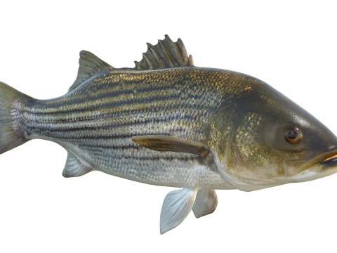 Striped Bass fish 3D Model