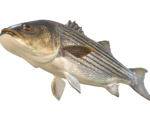Striped Bass fish 3D Model