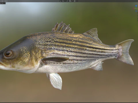 Striped Bass fish 3D Model
