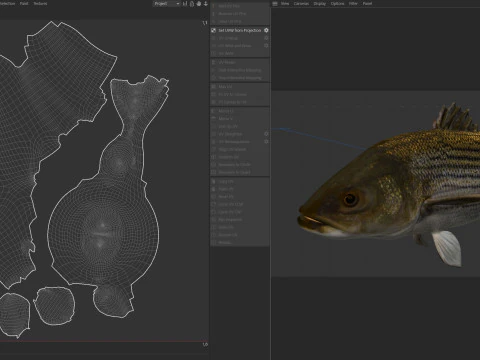 Striped Bass fish 3D Model