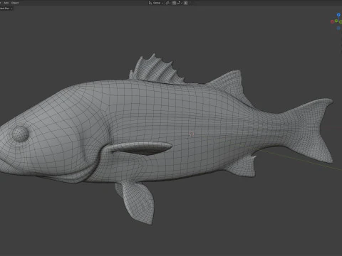 Striped Bass fish 3D Model