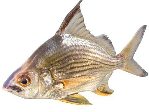 Смугаста риба Мохарра 3D Модель