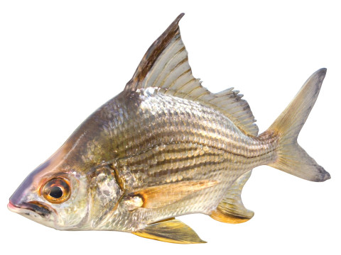 धारीदार मोजरा मछली 3D मॉडल