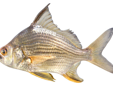 धारीदार मोजरा मछली 3D मॉडल