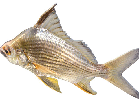 धारीदार मोजरा मछली 3D मॉडल