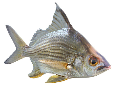 धारीदार मोजरा मछली 3D मॉडल