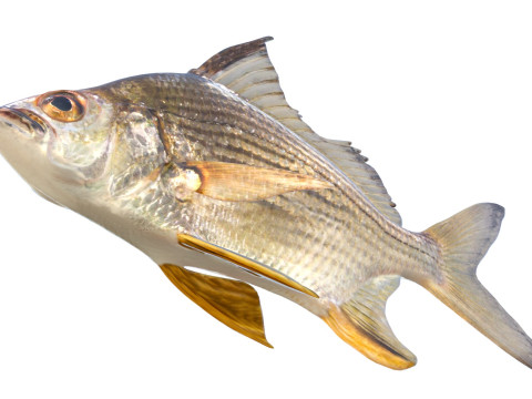 धारीदार मोजरा मछली 3D मॉडल