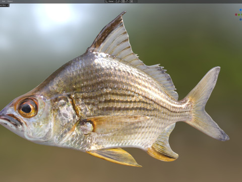 धारीदार मोजरा मछली 3D मॉडल