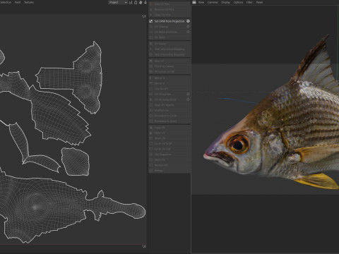 धारीदार मोजरा मछली 3D मॉडल