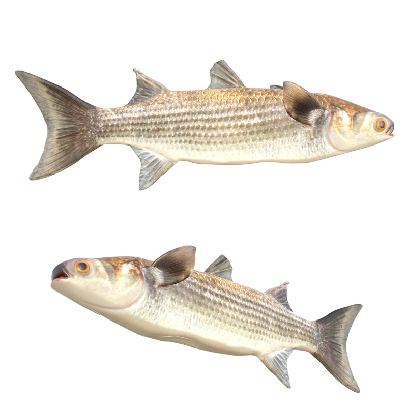 Striped Mullet fish 3D Model .c4d .max .obj .3ds .fbx .stl .blend 