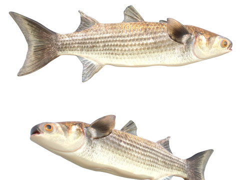 Риба кефаль смугаста 3D Модель