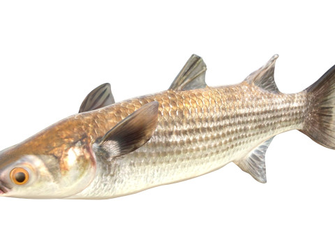 Pez salmonete rayado Modelo 3D