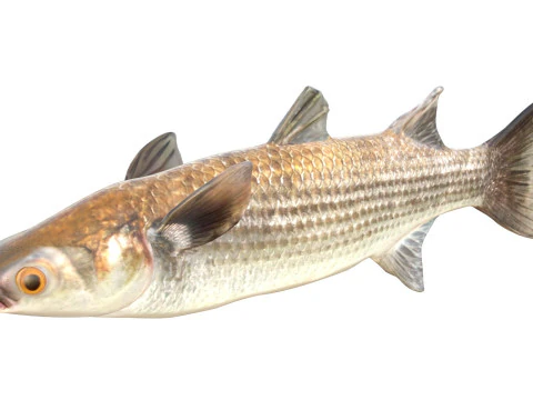 Striped Mullet fish 3D Model