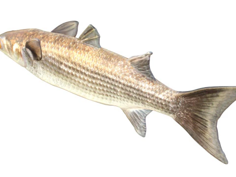 Striped Mullet fish 3D Model