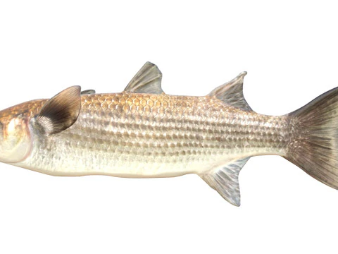 Striped Mullet fish 3D Model