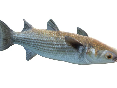 Striped Mullet fish 3D Model