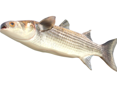 Pez salmonete rayado Modelo 3D