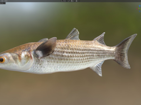 Pez salmonete rayado Modelo 3D