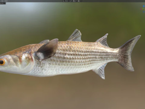 Striped Mullet fish 3D Model