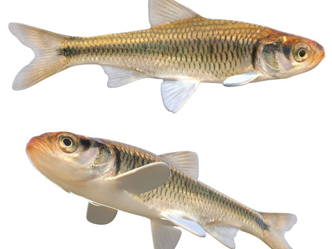 Смугаста рибка Шайнер 3D Модель