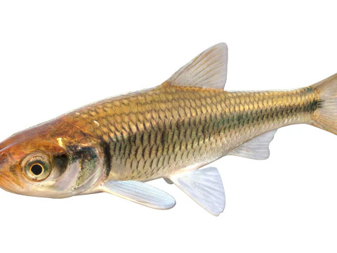 Striped Shiner fish 3D Model