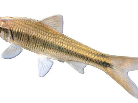 Striped Shiner fish 3D Model