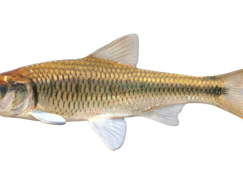 Striped Shiner fish 3D Model