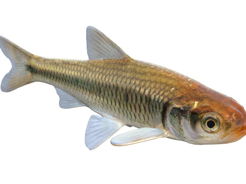 Striped Shiner fish 3D Model