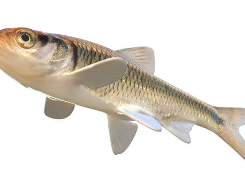 Striped Shiner fish 3D Model