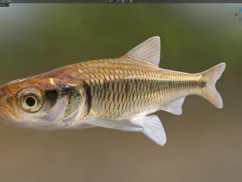 Pez brillo rayado Modelo 3D