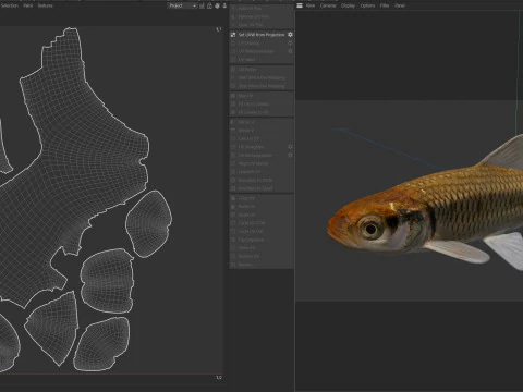 Striped Shiner fish 3D Model