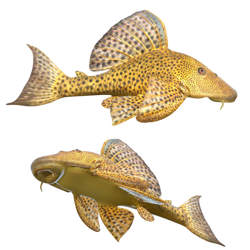 Suckermouth Catfish 3D Model .c4d .max .obj .3ds .fbx .stl .blend 