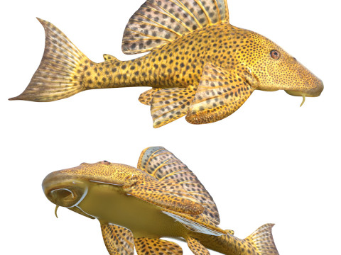 Присоски сом 3D Модель