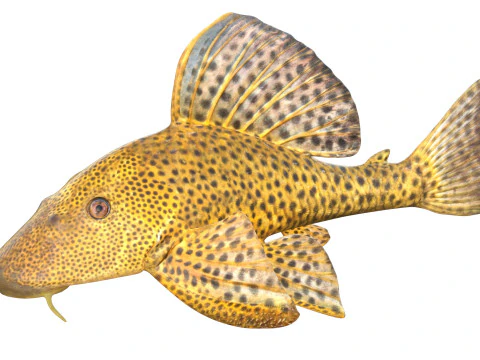 Suckermouth Catfish 3D Model
