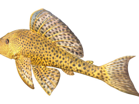 Bagre boca lechón Modelo 3D