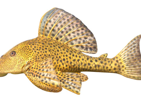 Suckermouth Catfish 3D Model