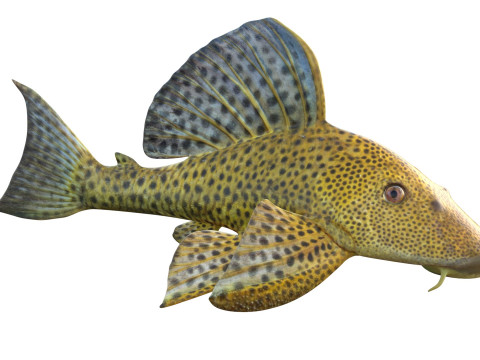 Bagre boca lechón Modelo 3D