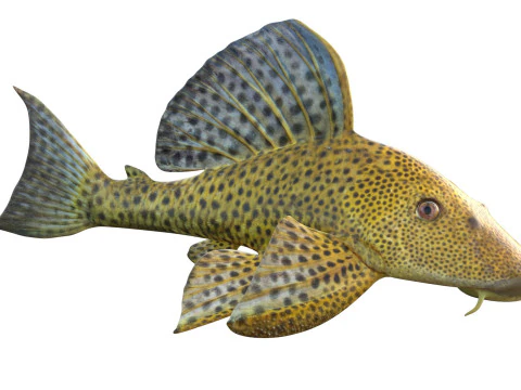 Suckermouth Catfish 3D Model