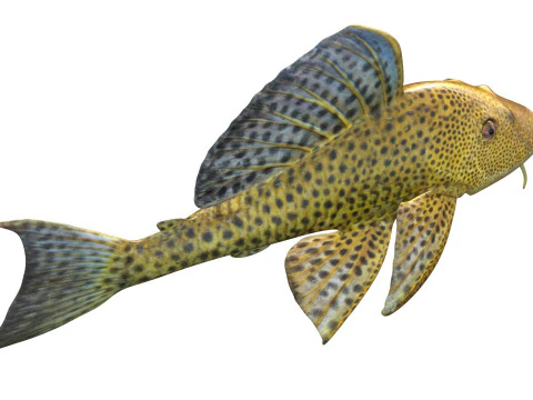 Suckermouth Catfish 3D Model
