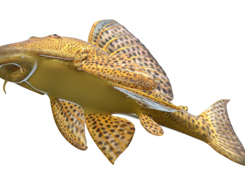 Suckermouth Catfish 3D Model