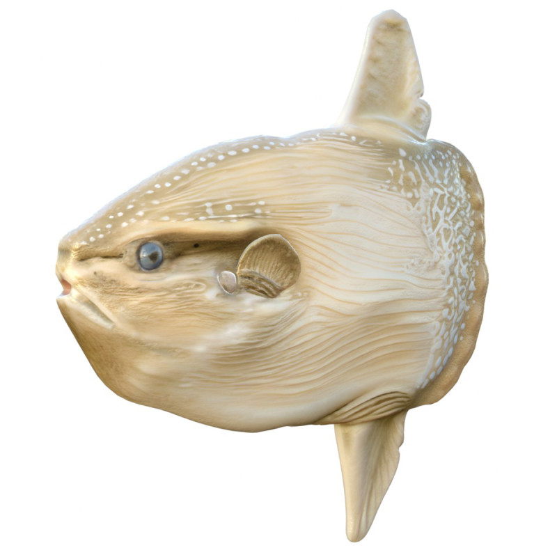 태양 물고기 3D 모델 .c4d .max .obj .3ds .fbx .stl .blend 