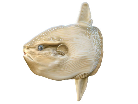태양 물고기 3D 모델